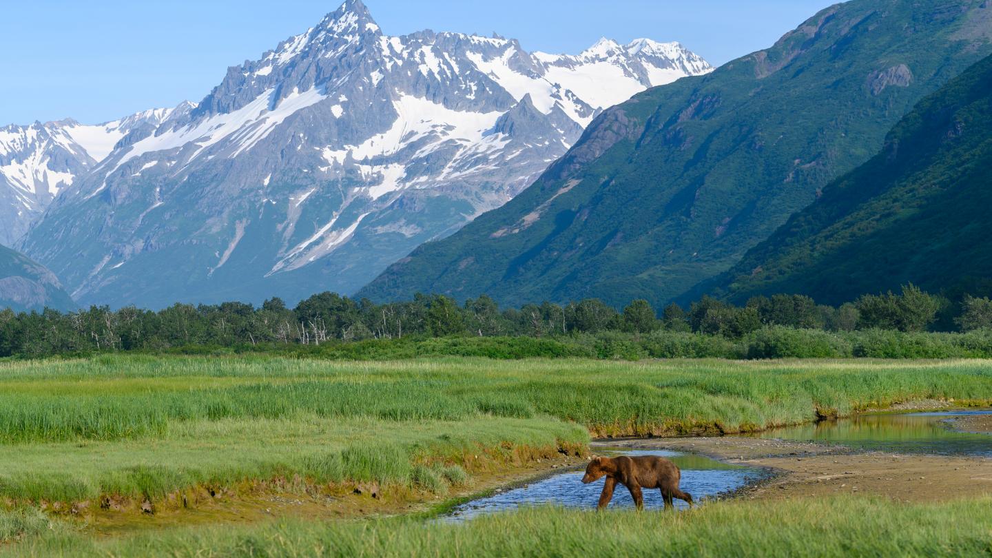 Ours brun Kukak Bay in Katmai National Park