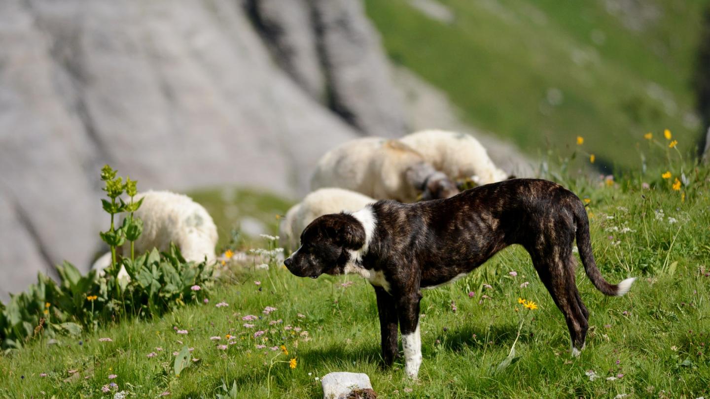 Un patou au milieu de son troupeau est en alerte dans un alpage en Haute-Savoie (France)