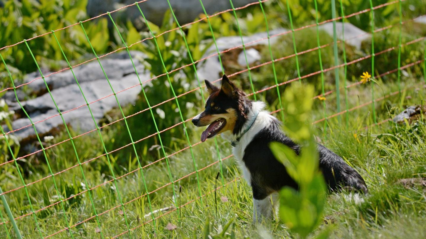 Un chien de direction aux aguets en Haute-Savoie (France)