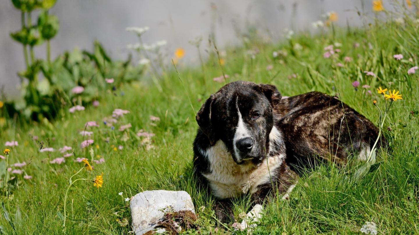 Un patou se repose dans l'herbe dans un alpage de Haute-Savoie (France)