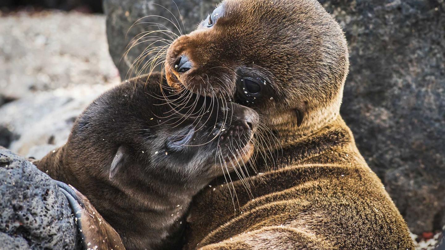 Zalophus wollebaeki