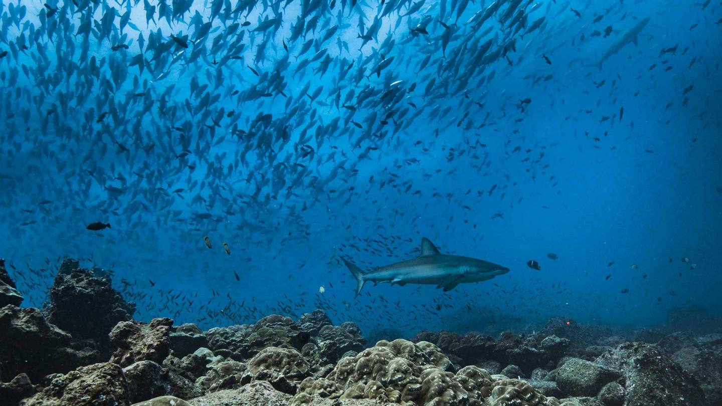 Carcharhinus galapagensis
