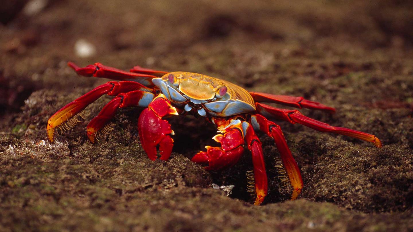 Grapsus grapsus