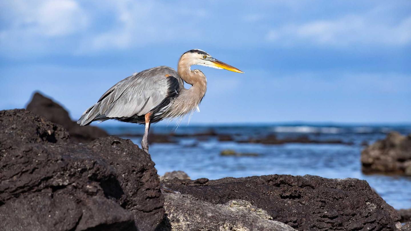 Ardea herodias