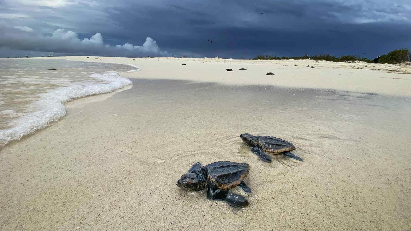 Bébés tortues marines en Nouvelle-Calédonie