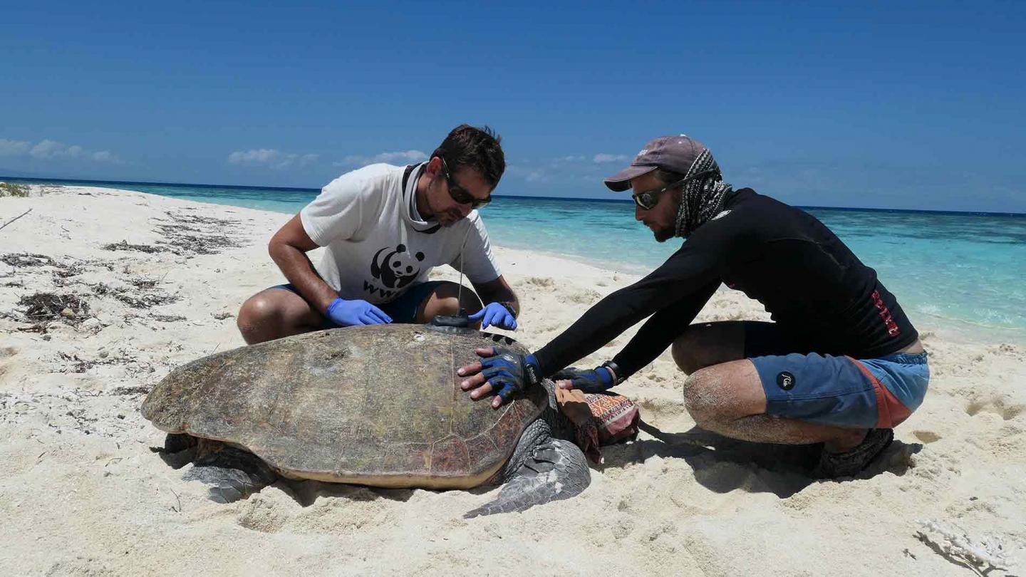 Balisage d'une tortue marine en Nouvelle-Calédonie