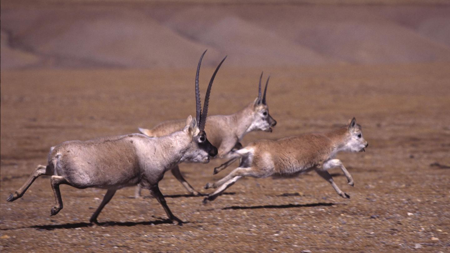 Période du rut: Antilopes 2 mâles pourchassant une femelle, China, Tibet, Altitude 5450m
