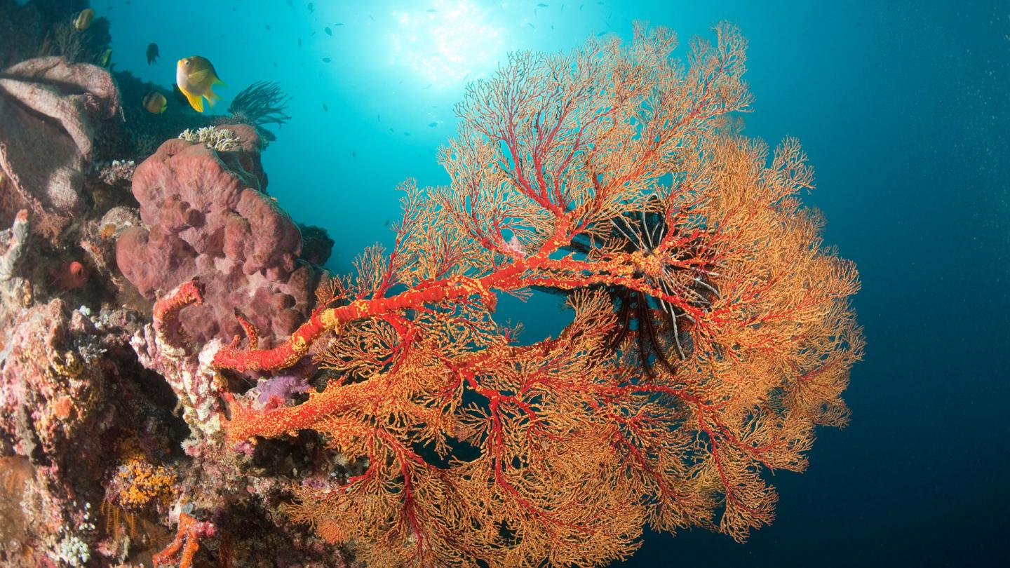 Corail Gorgonian (Paramuricea placomus) dans le récif de Tubbataha, Palawan, Philippines