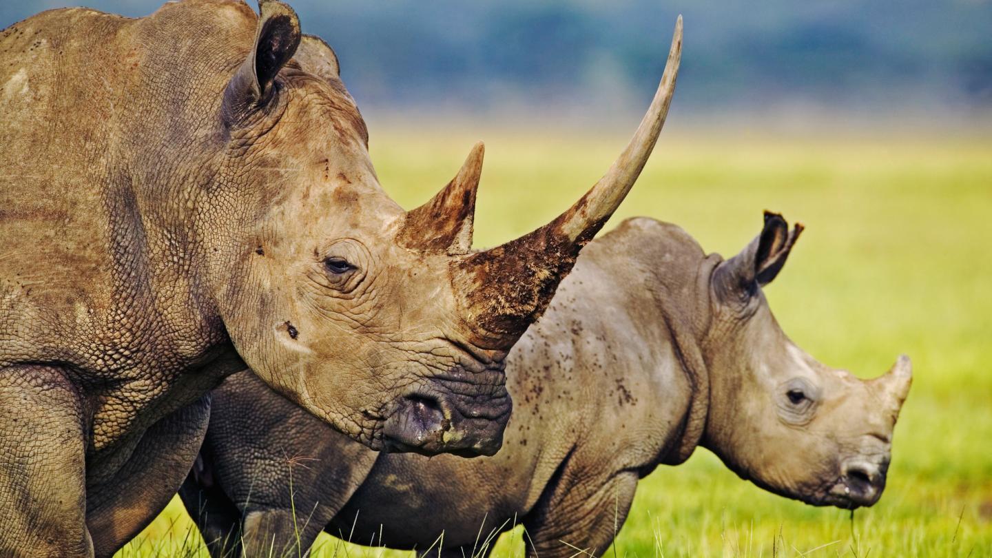 Deux rhinocéros blancs dans le parc national du Kenya
