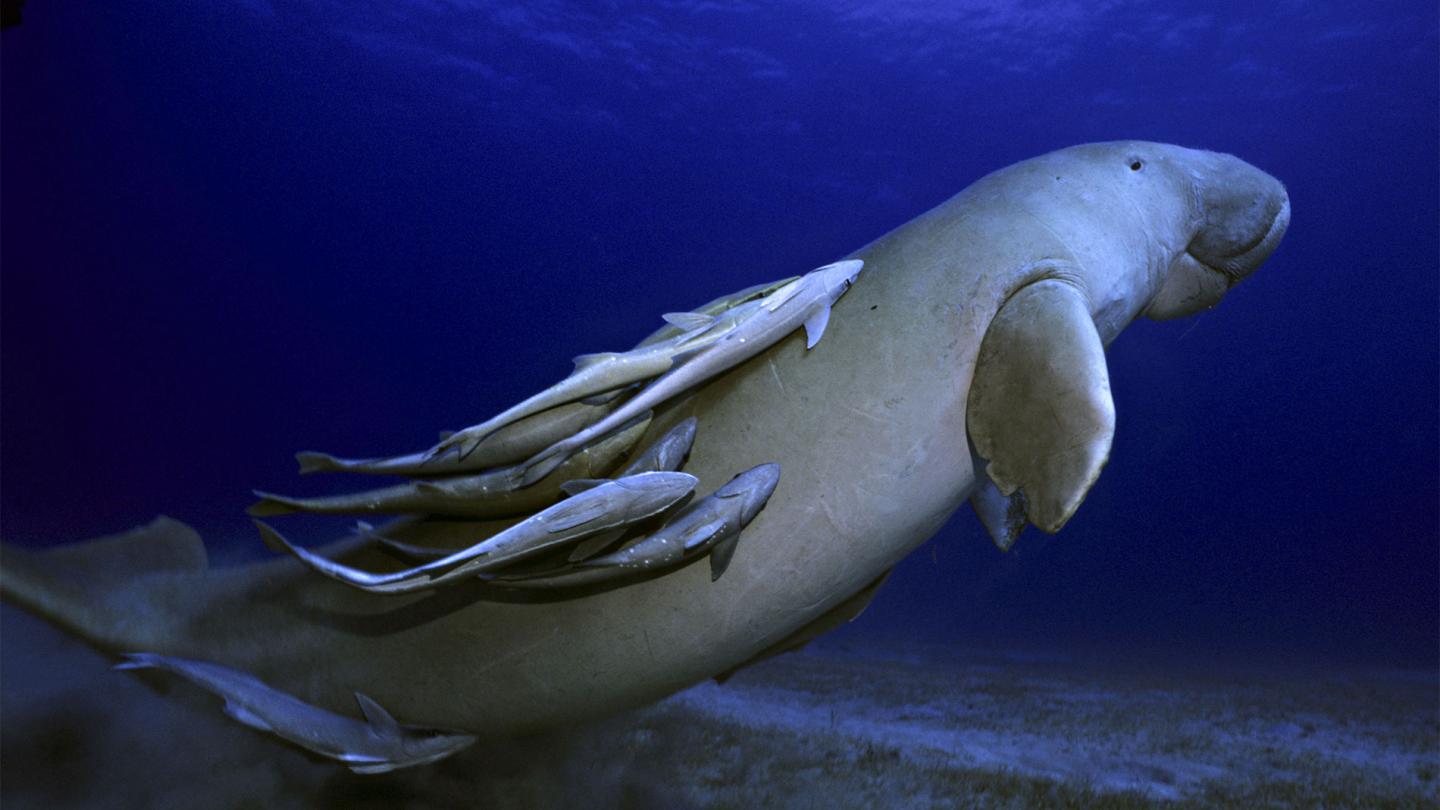 Dugong avec rémoras remontant à la surface Mer Rouge