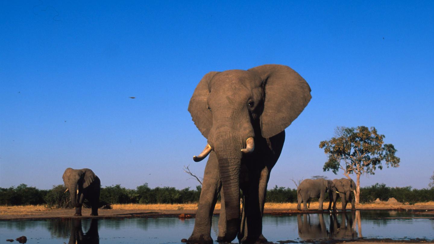 Éléphant d'Afrique (Loxodonta africana) s'abreuvant dans la savane africaine