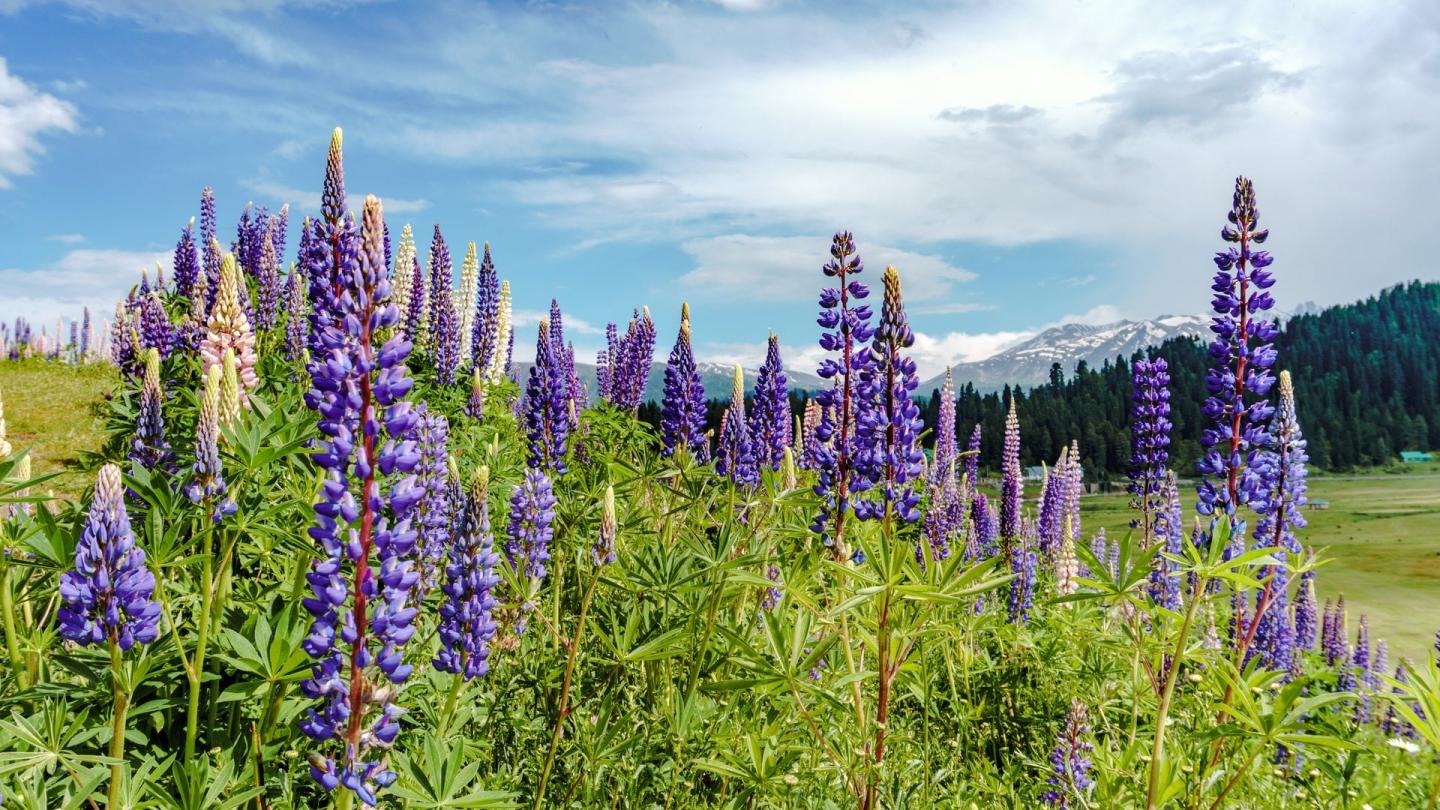 Fleurs dans la région du Cachemire, proche de l'Himalaya (Inde)