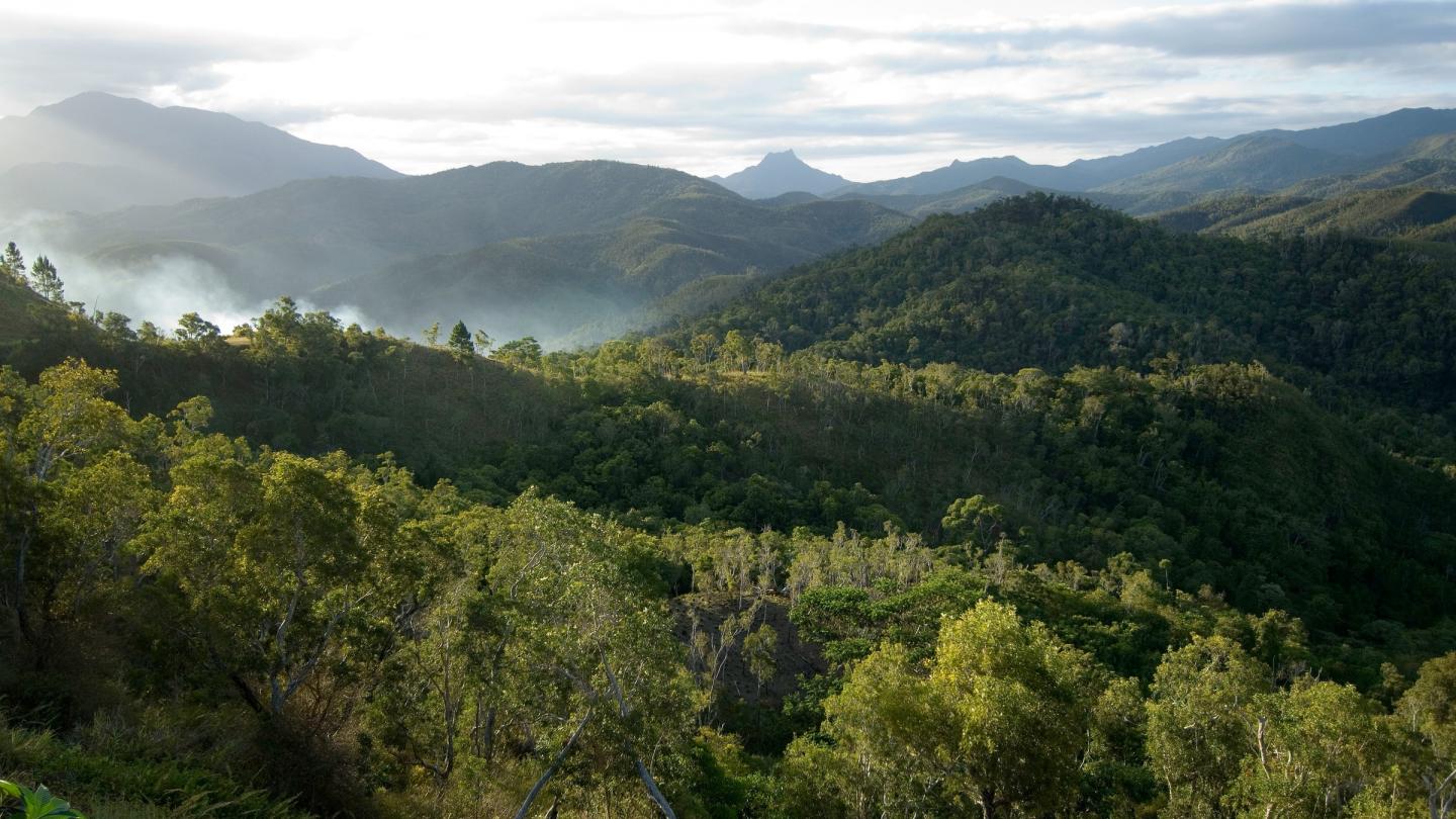 Forêt en Nouvelle-Calédonie