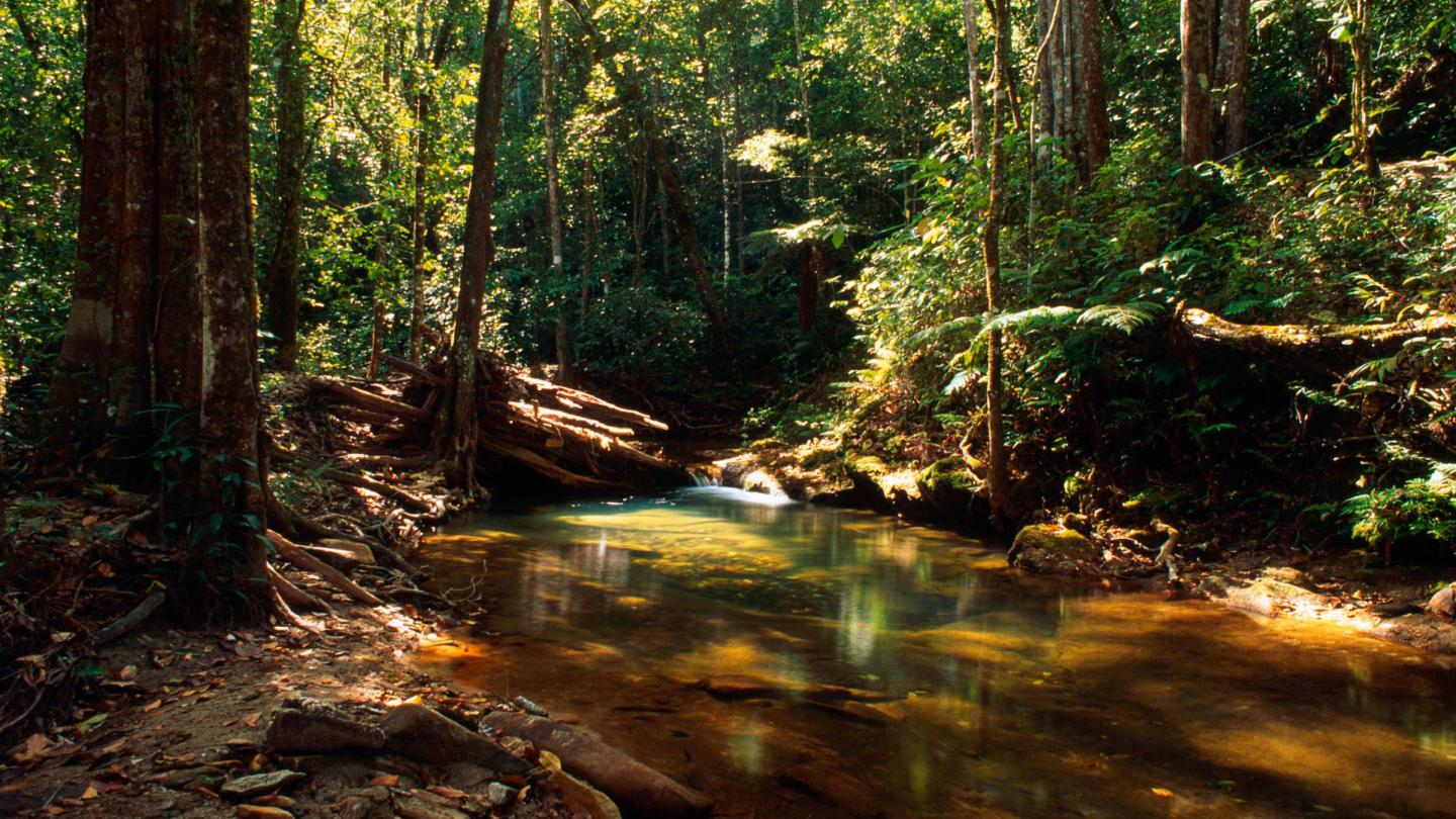 Forêt dans la région de Pirenópolis Goiás (Brésil)