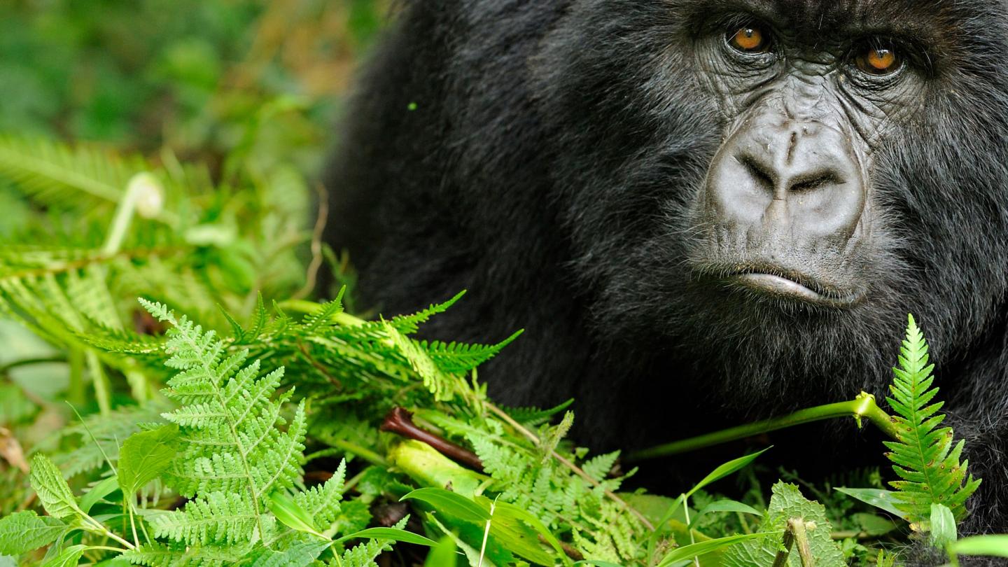 Portrait d'un gorille de montagne  (Gorilla beringei beringei) du Virunga (Rwanda)
