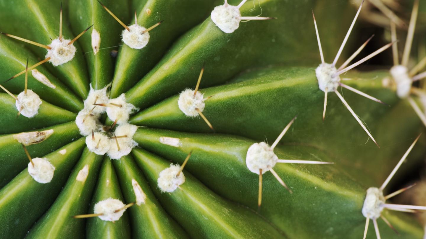 Gros plan sur les épines d'un cactus