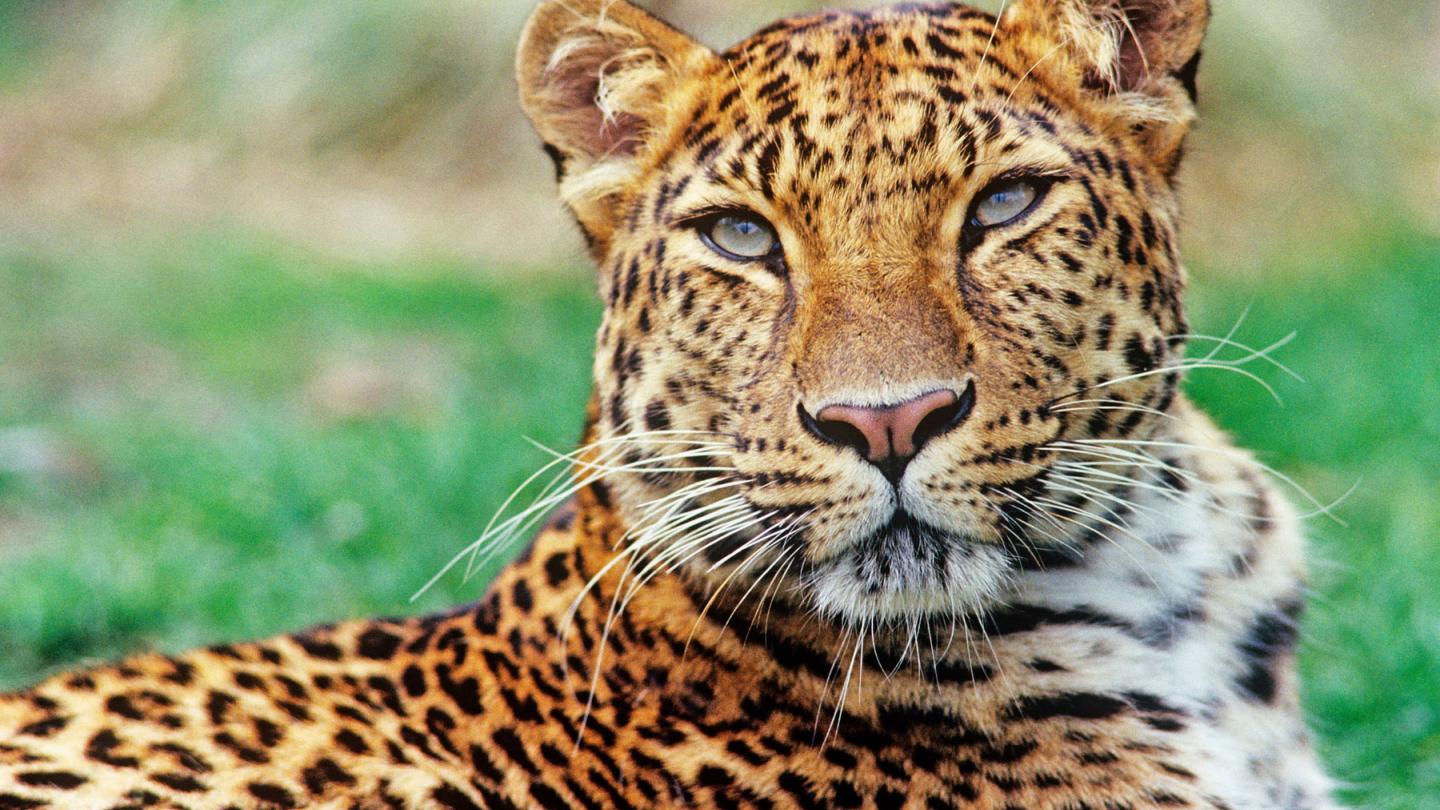 Portrait serré d'un léopard de l'amour