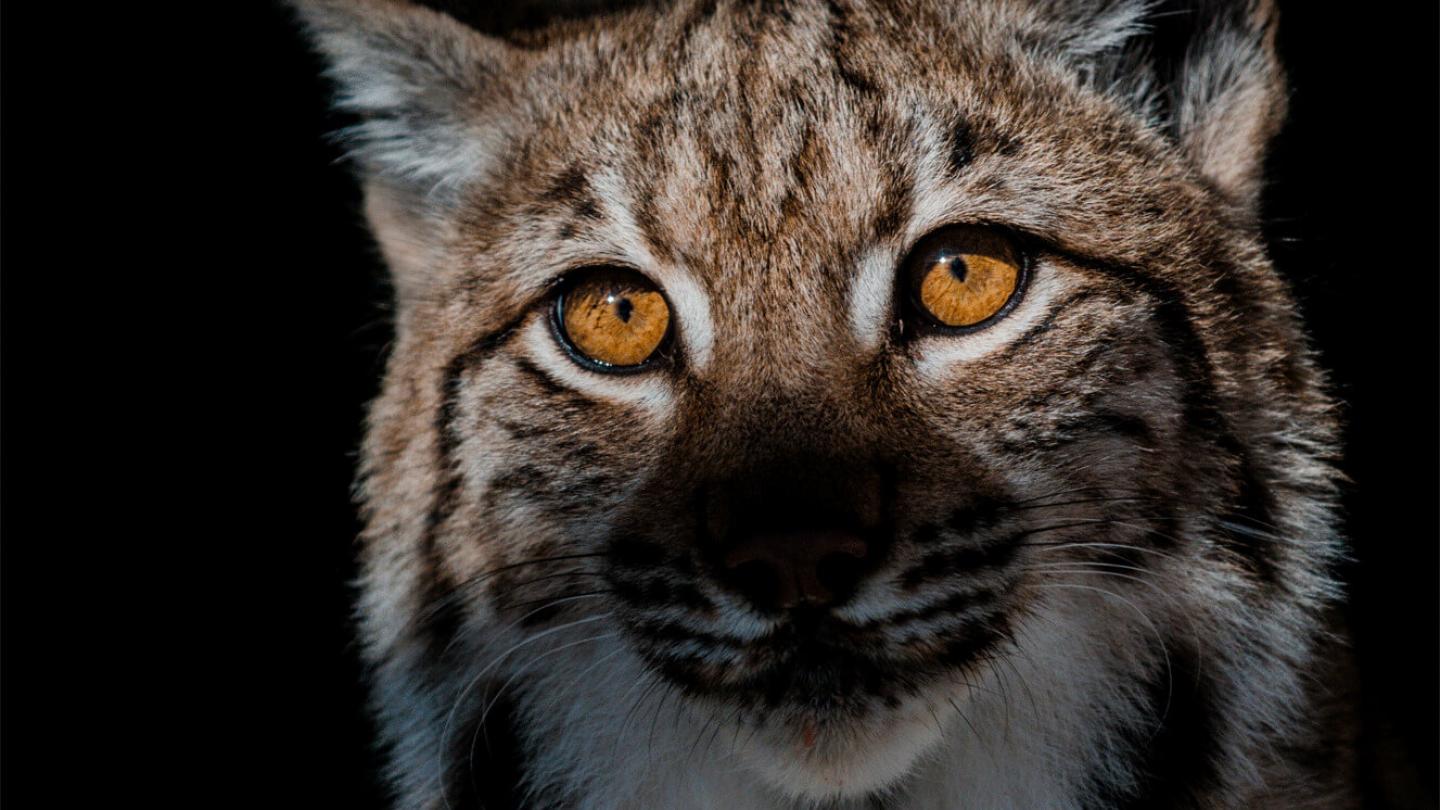 Vue rapprochée sur un Lynx (Lynx lynx)