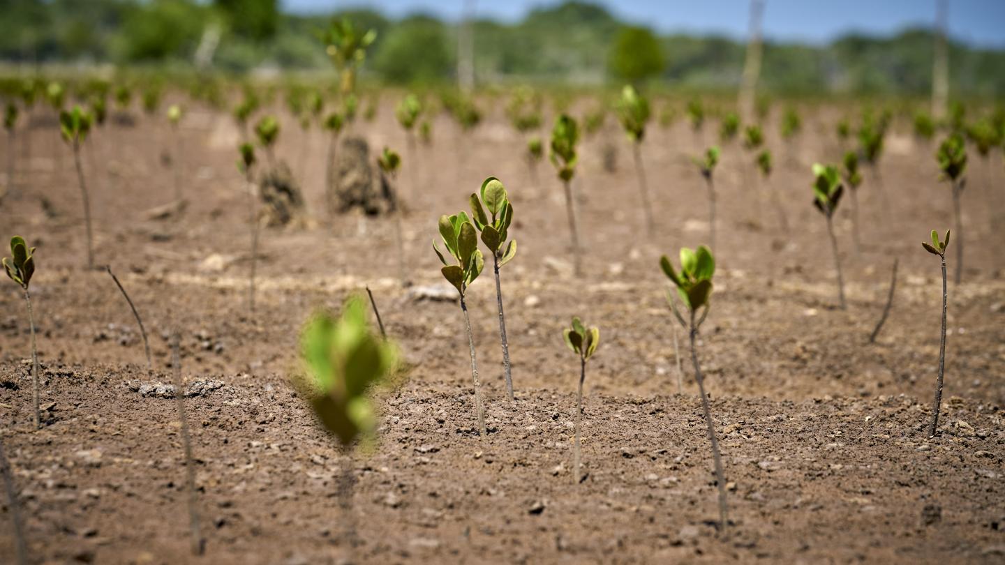Champ de mangroves restaurées par des villageois malgaches (Madagascar)