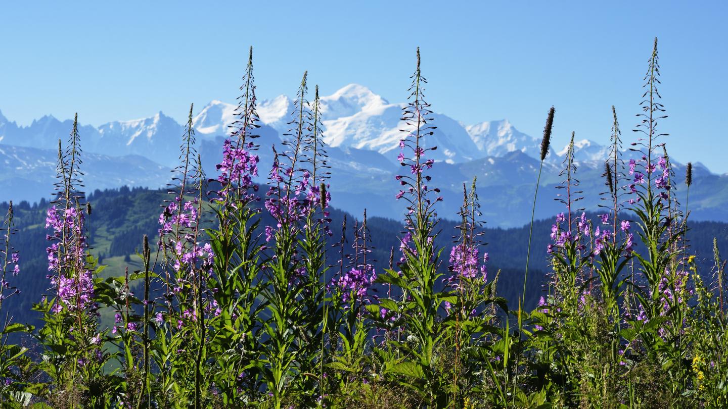 Vue du Mont Blanc depuis le Mont Chéry (France)