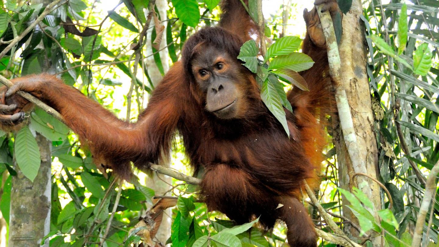 Mâle orang-outan de Sumatra réintroduit à Jambi, île de Sumatra, Indonésie