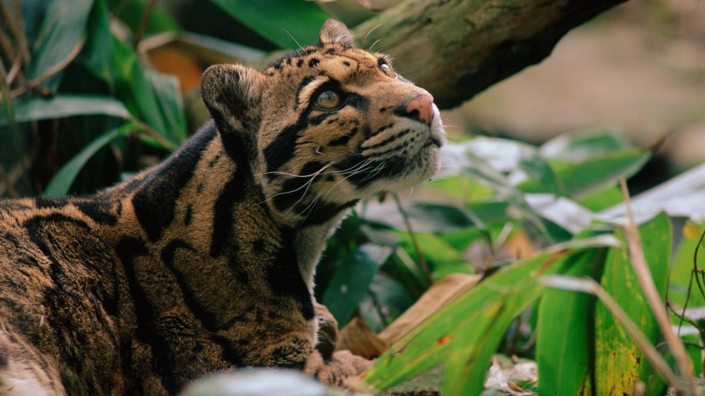 Panthère nébuleuse regardant en l'air vers la droite