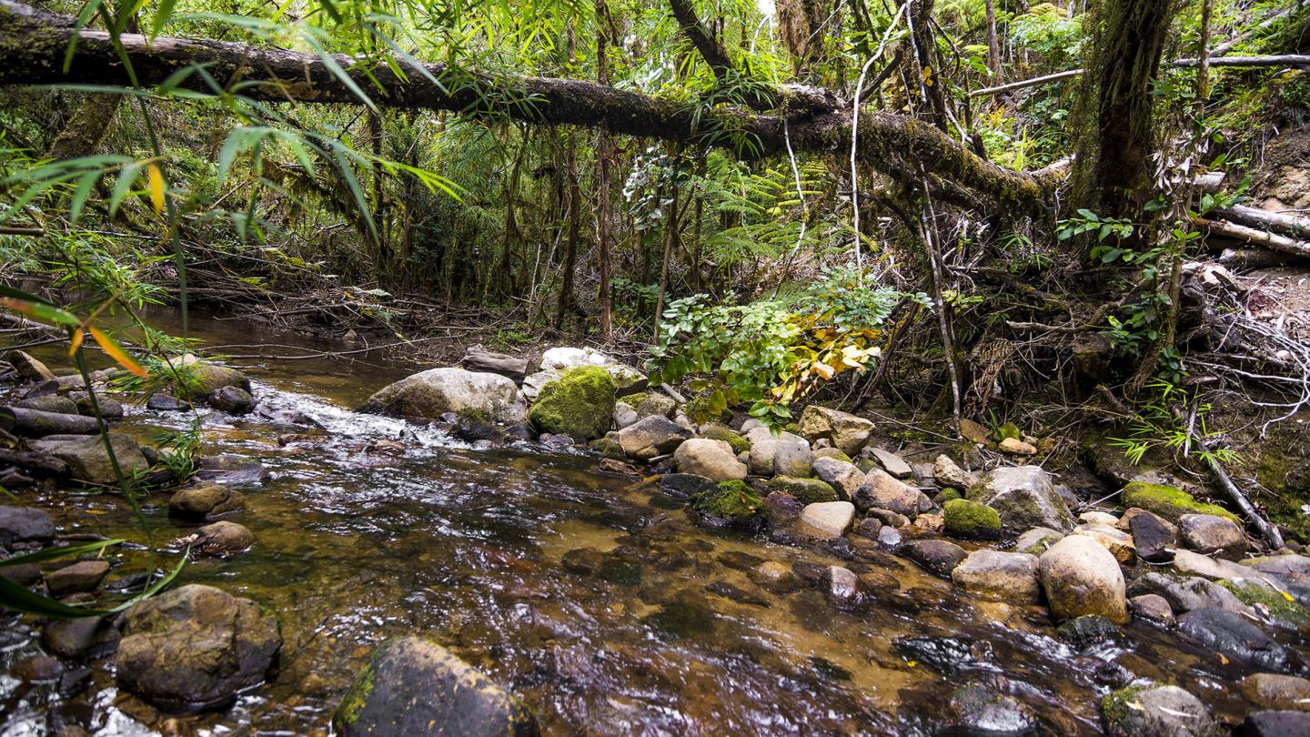 Forêt valdiviennes