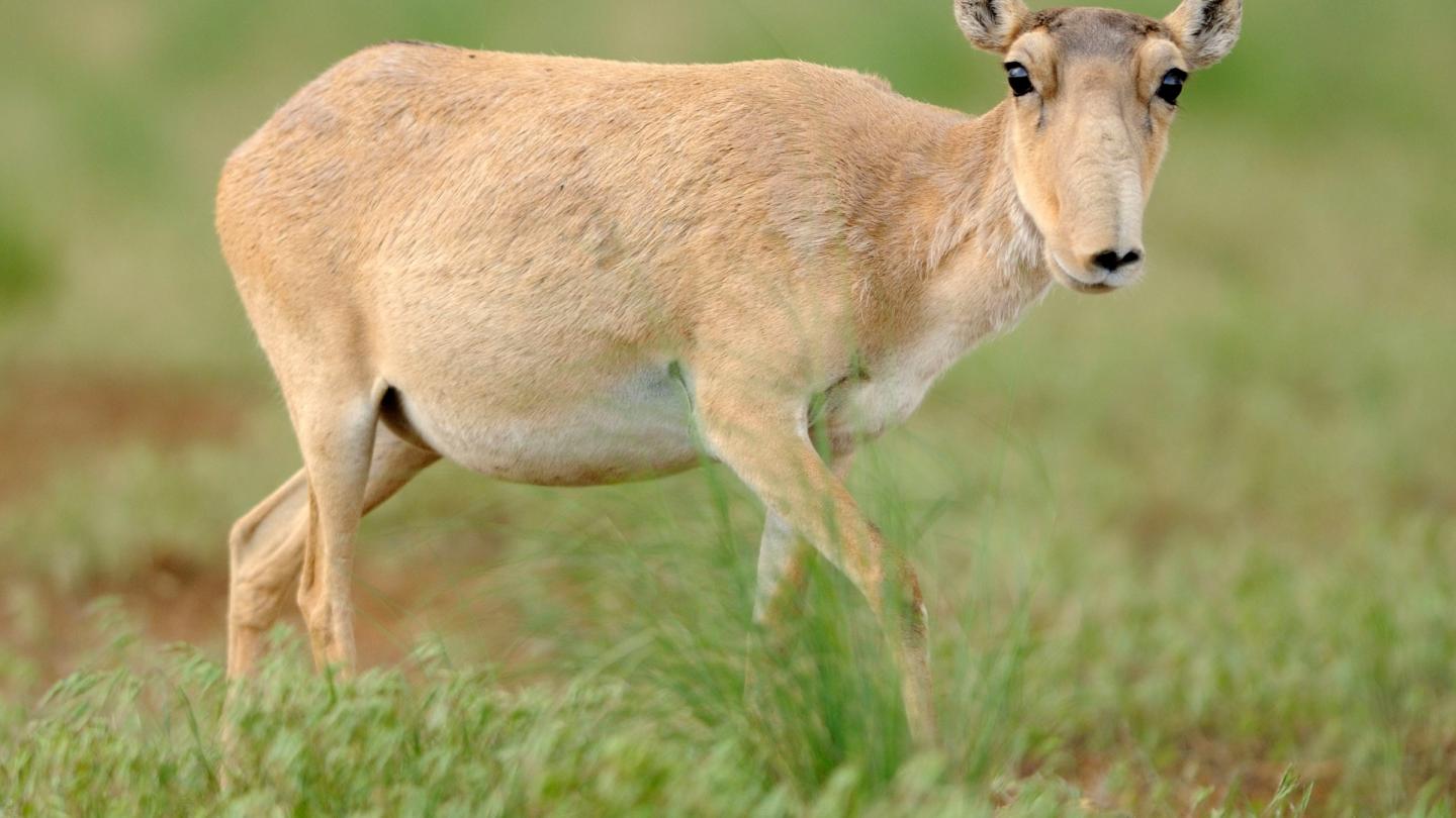 Portrait d'une antilope Saïga prise en Russie