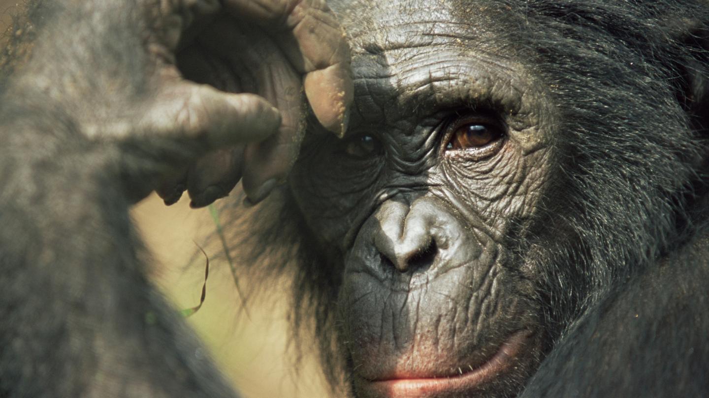 Portrait d'un bonobo (Pan paniscus) (République démocratique du Congo)