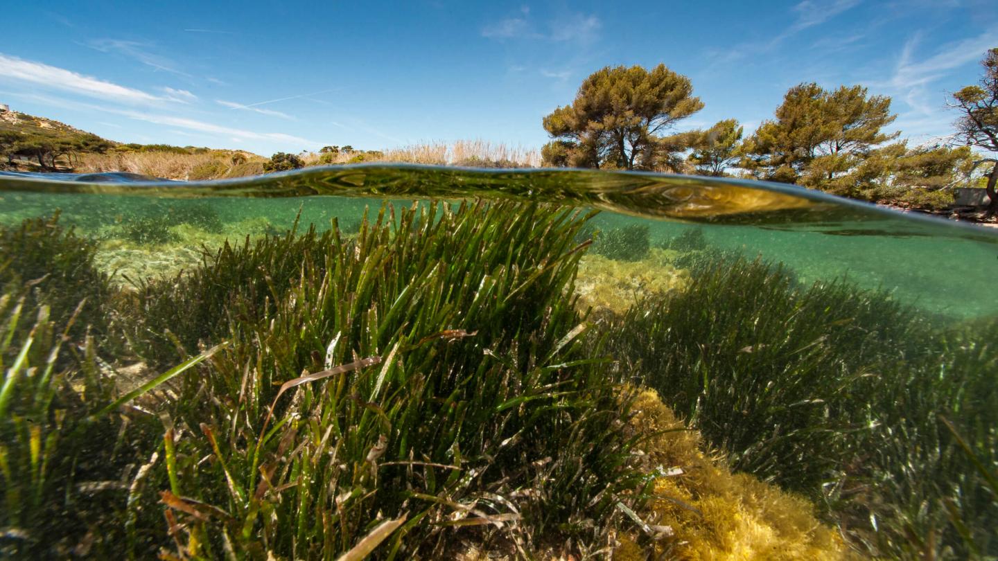 Posidonie luxuriante sous l'eau, herbe marine importante pour l'écosystème marin