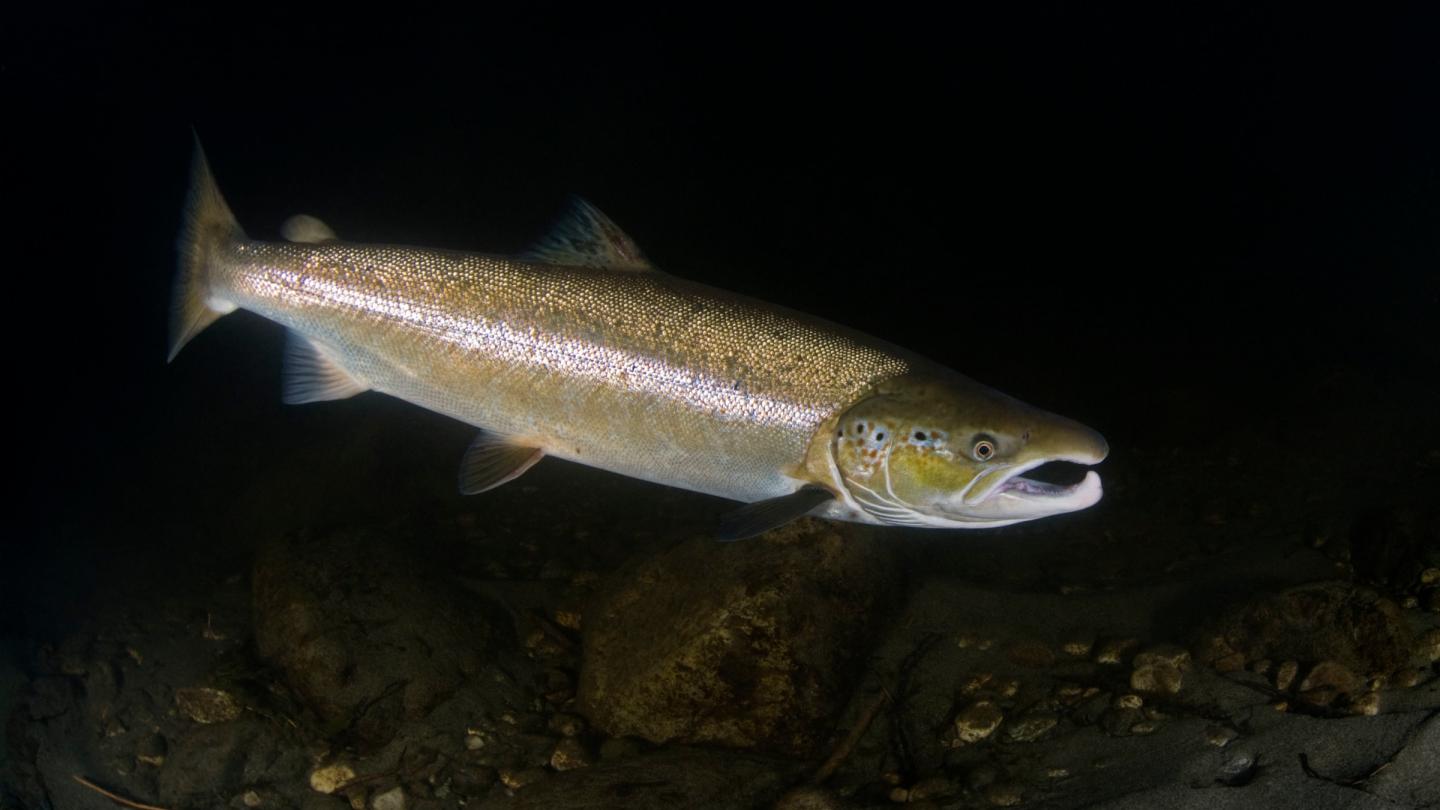 Saumon d'Atlantique (Salmo salar), Rivière Orkla, Norvège