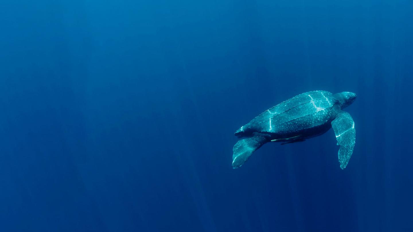 Tortue luth qui nage