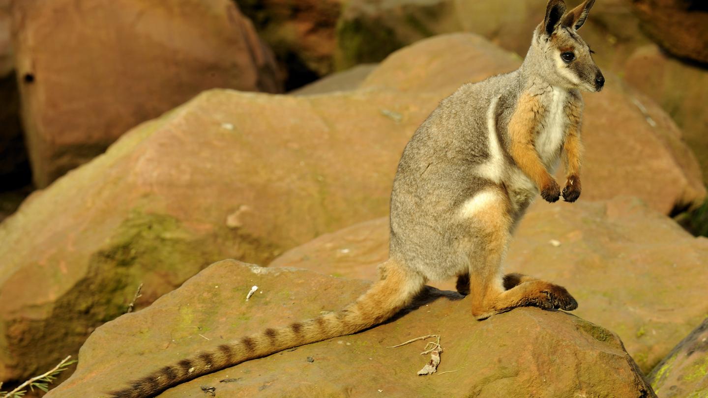 Wallaby des rochers à pieds jaunes (Petrogale penicillata)