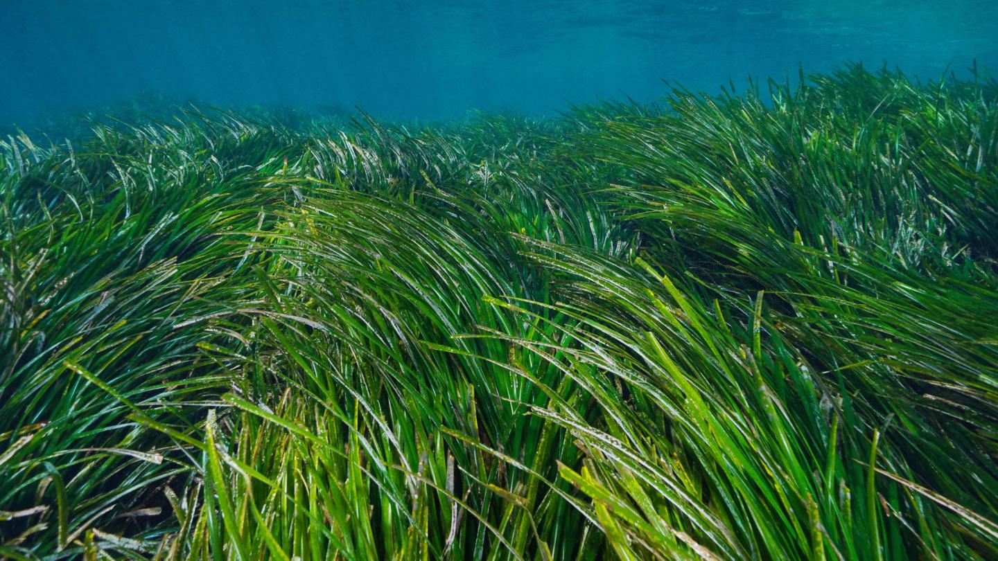Vue sous marine des herbiers de Posidonie