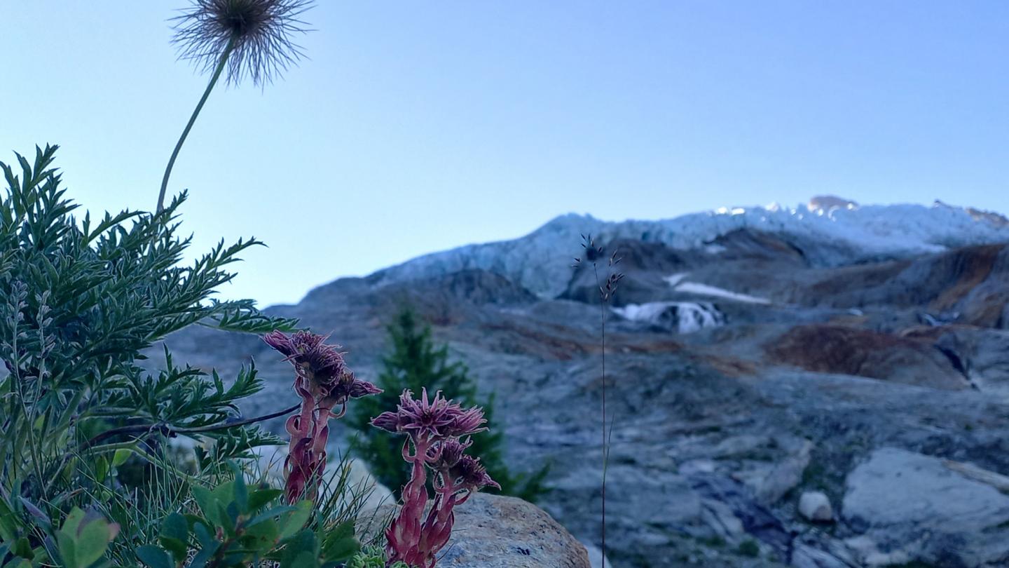 CP - Ice&Life - Alpes zoom plantes