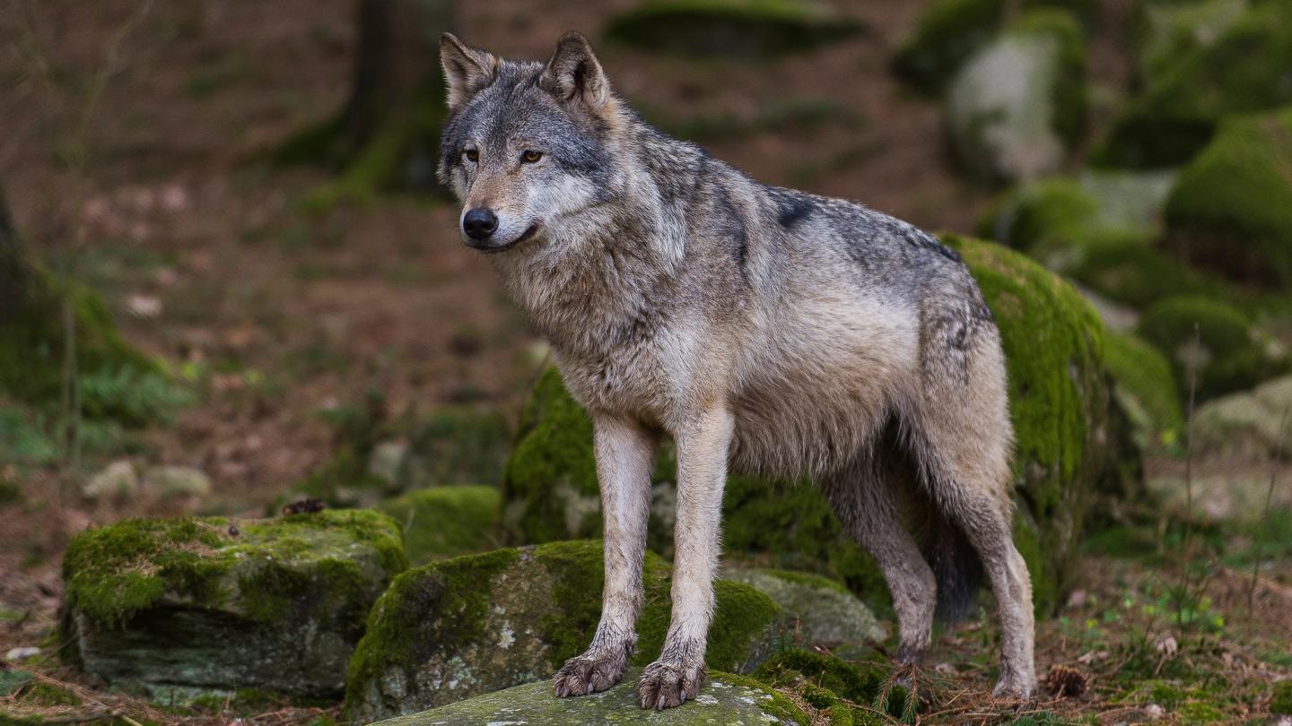Loup dans la forêt