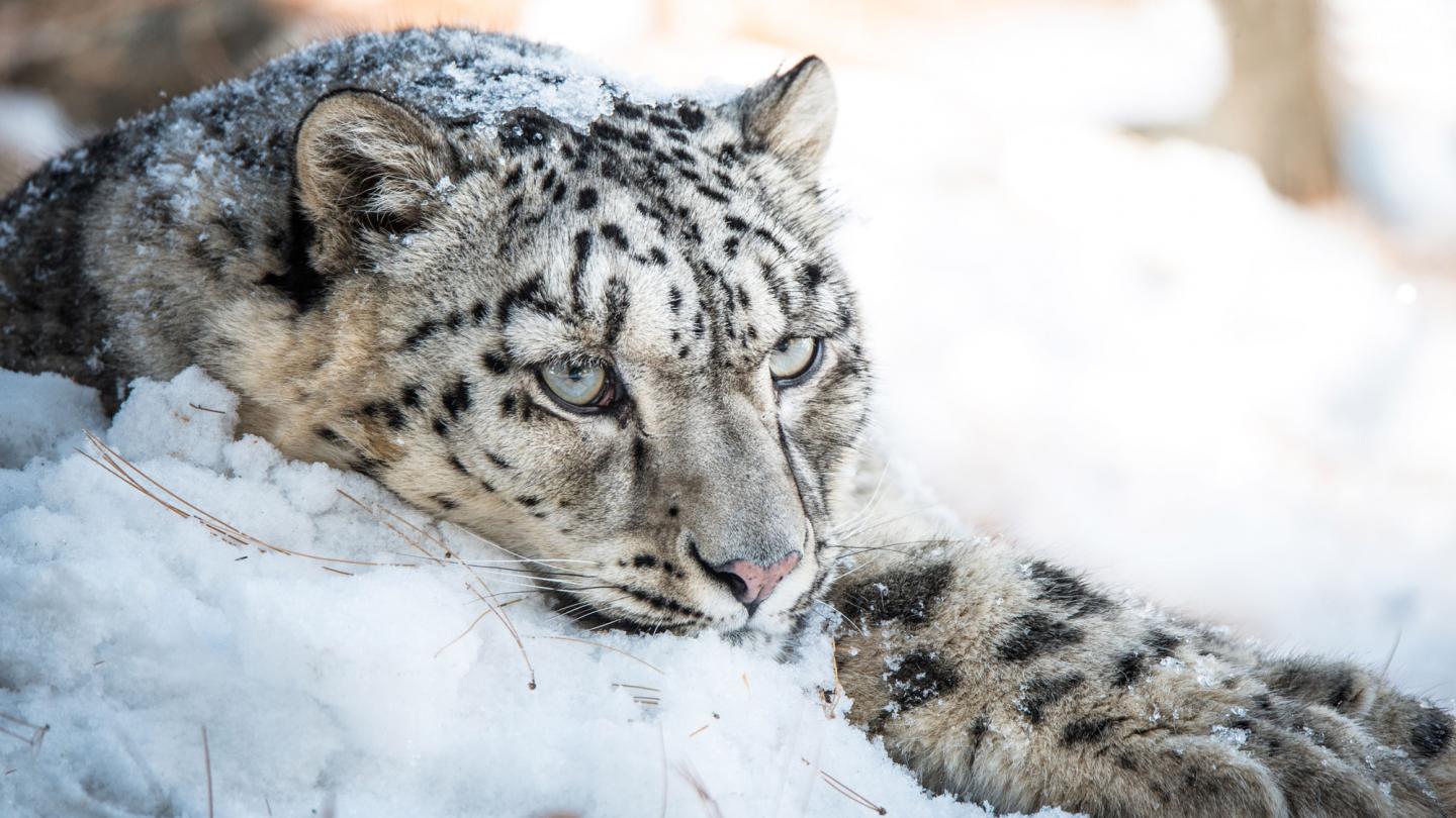 Snow leopard, pakistan