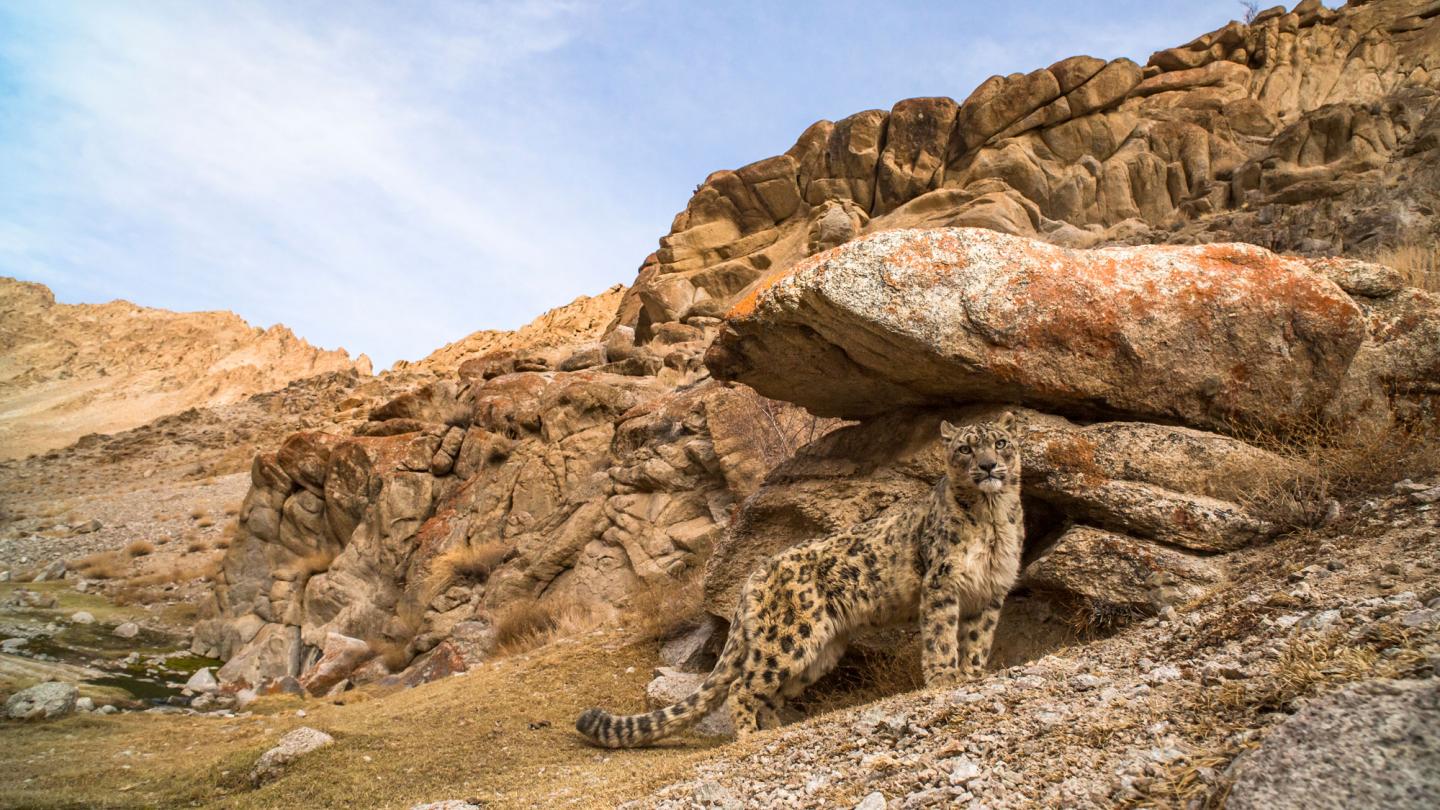 Snow leopard standing beside boulder in rocky landscape of Himalayas