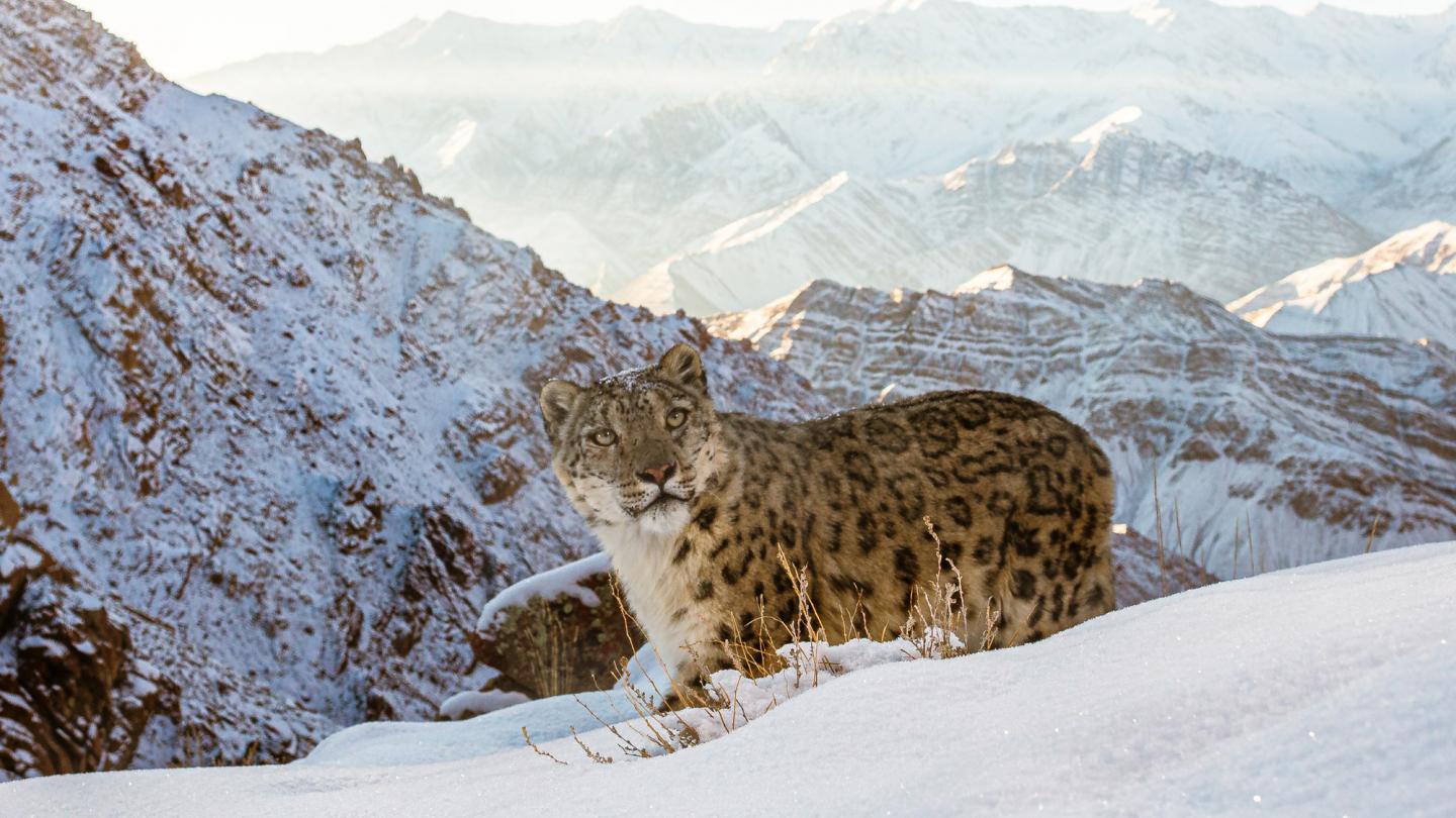 Léopard des neiges dans l'Himalaya