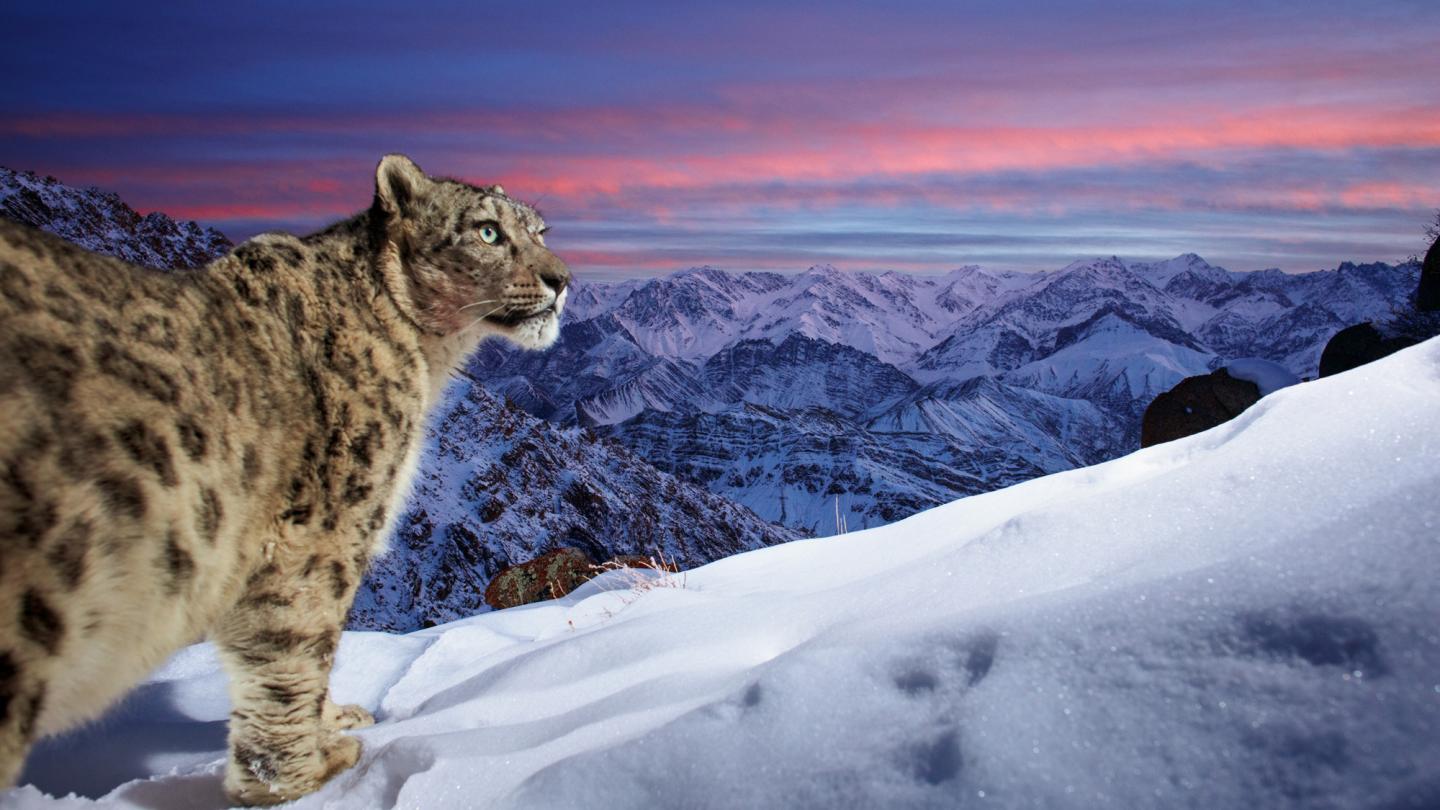 Léopard des neige sur l'Himalaya