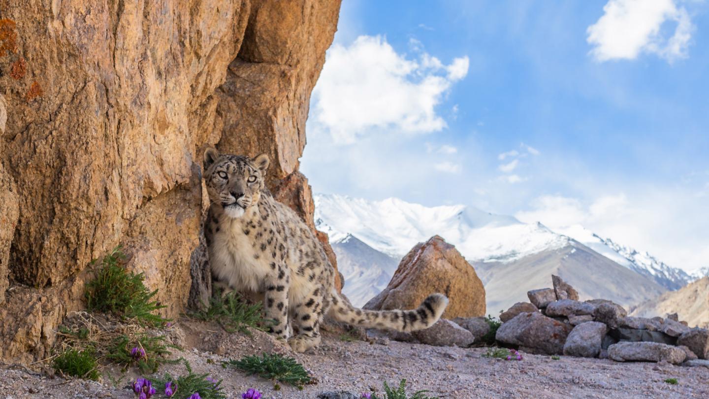 A wild snow leopard in the Indian Himalayas