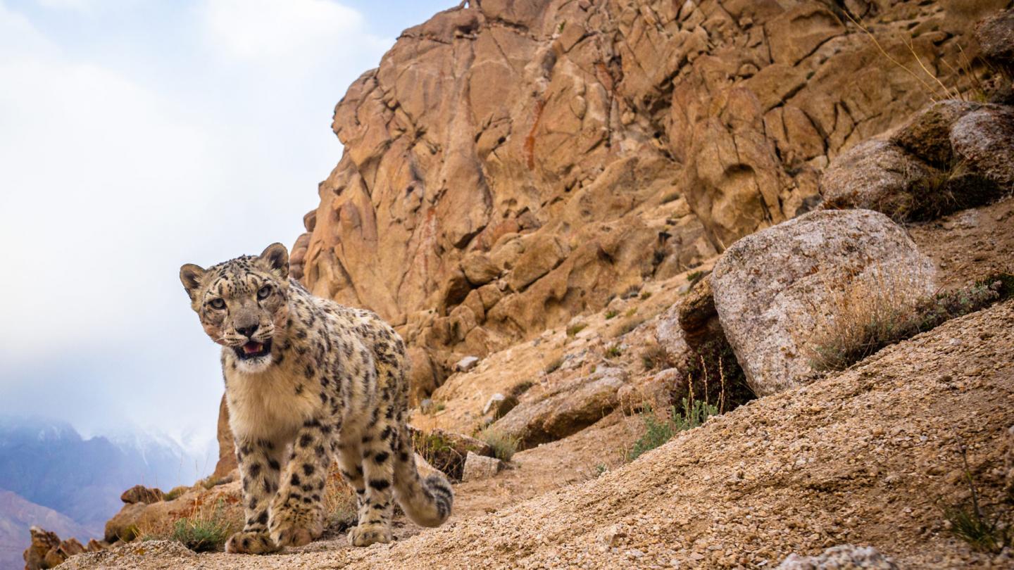 A wild snow leopard triggers a DSLR camera trap high up in mountains of Ladakh in the Indian Himalayas.