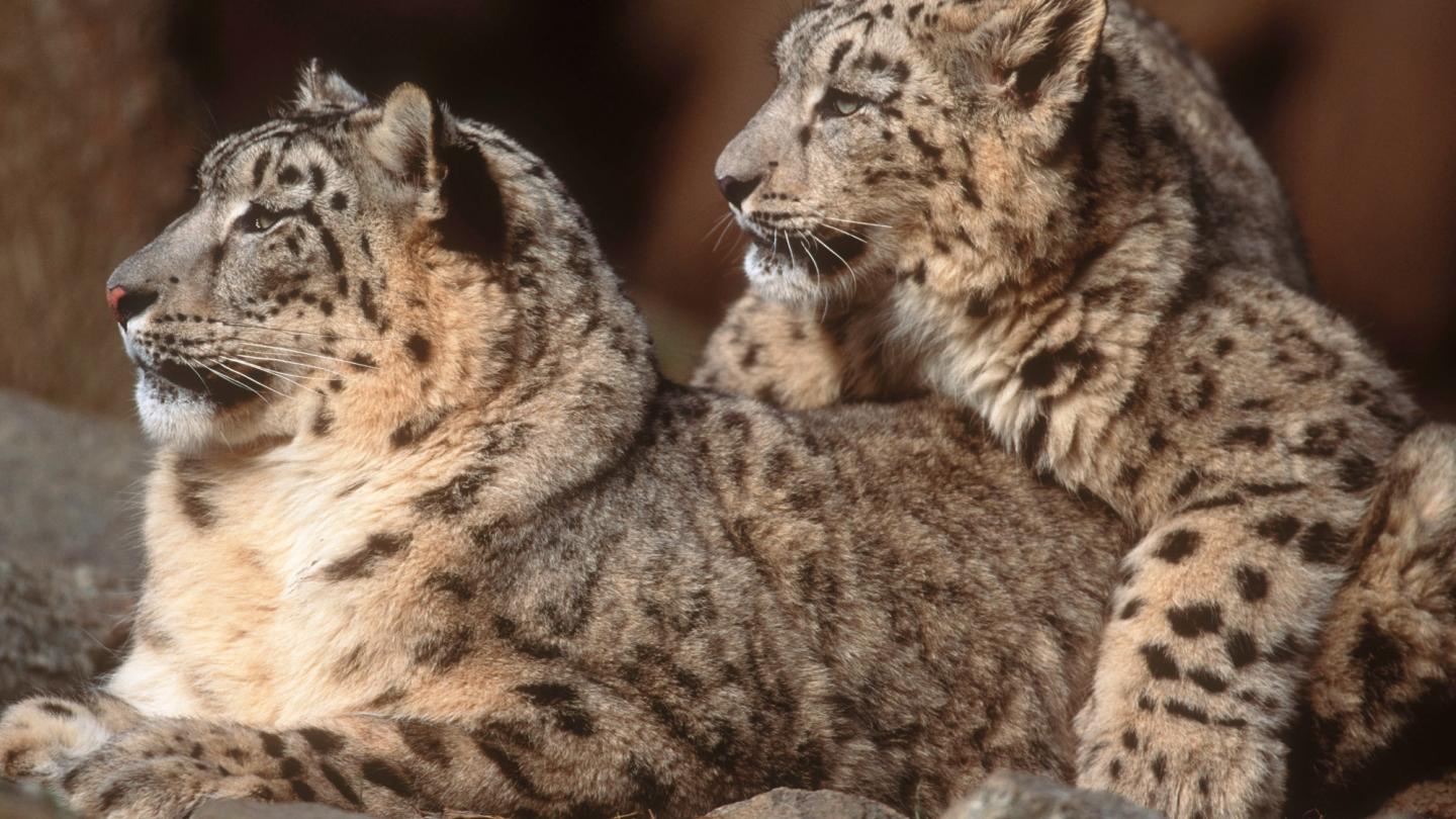2 léopards des neiges