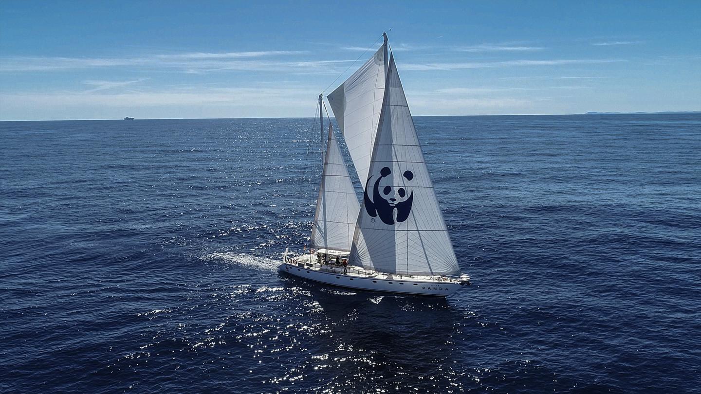 Blue Panda -  Voilier