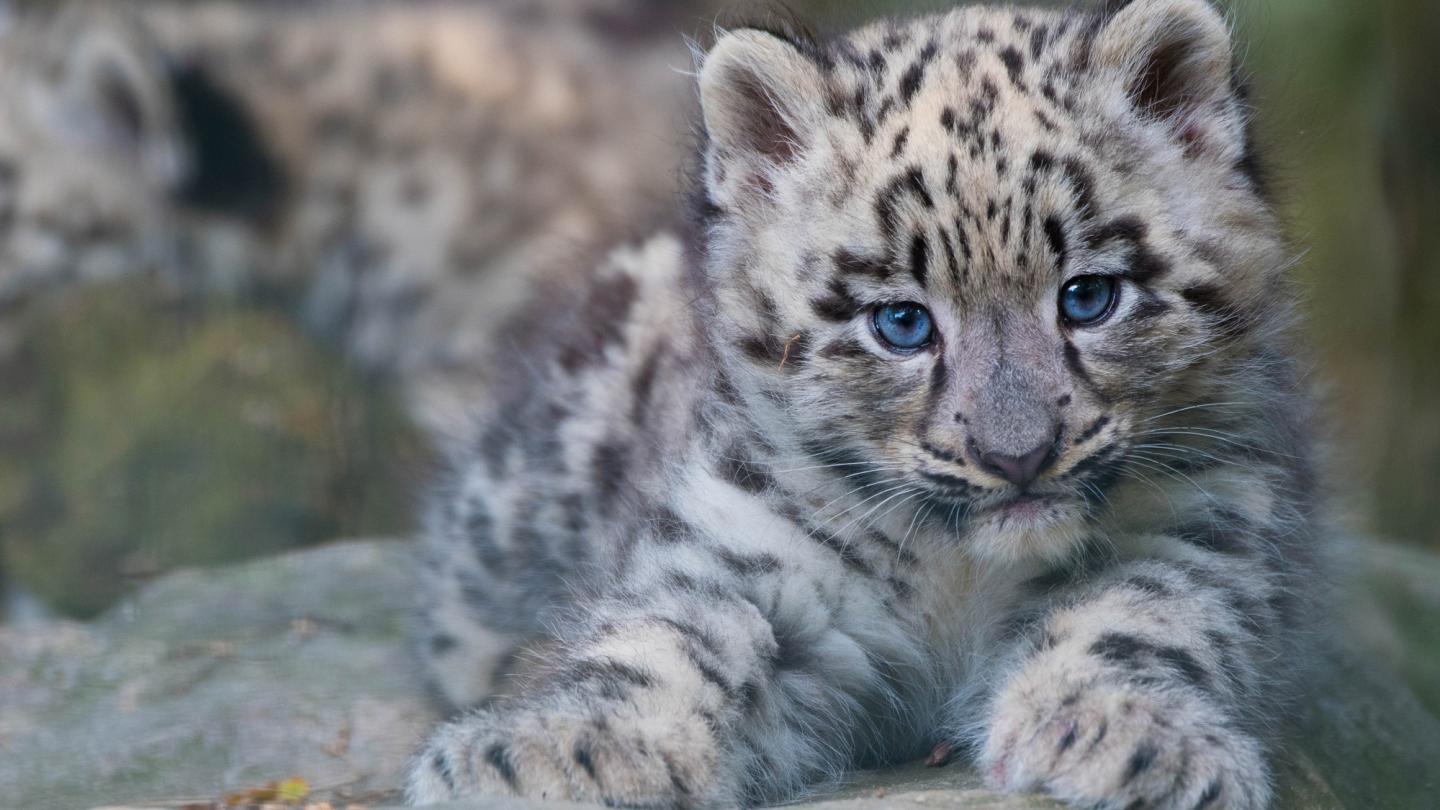 bébé léopard des neiges