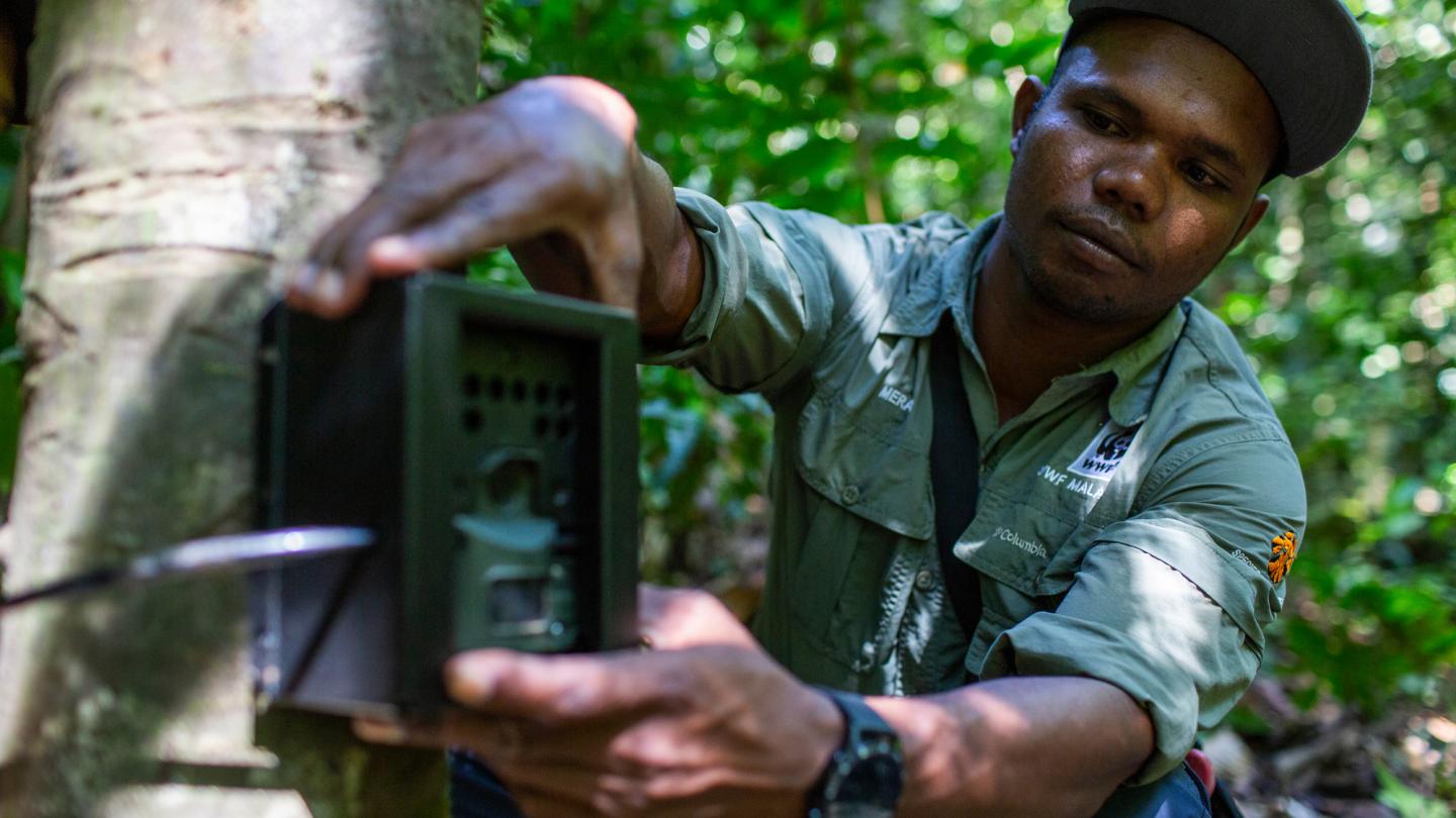 Pose d'une caméra trap pour capturer un tigre de malaisie