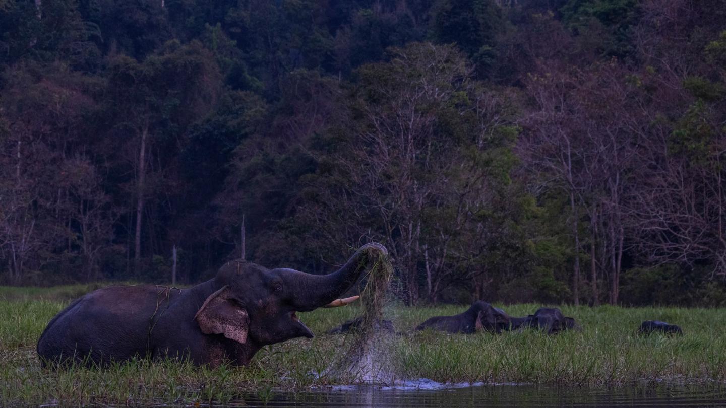 éléphants au Royal Belum State Park