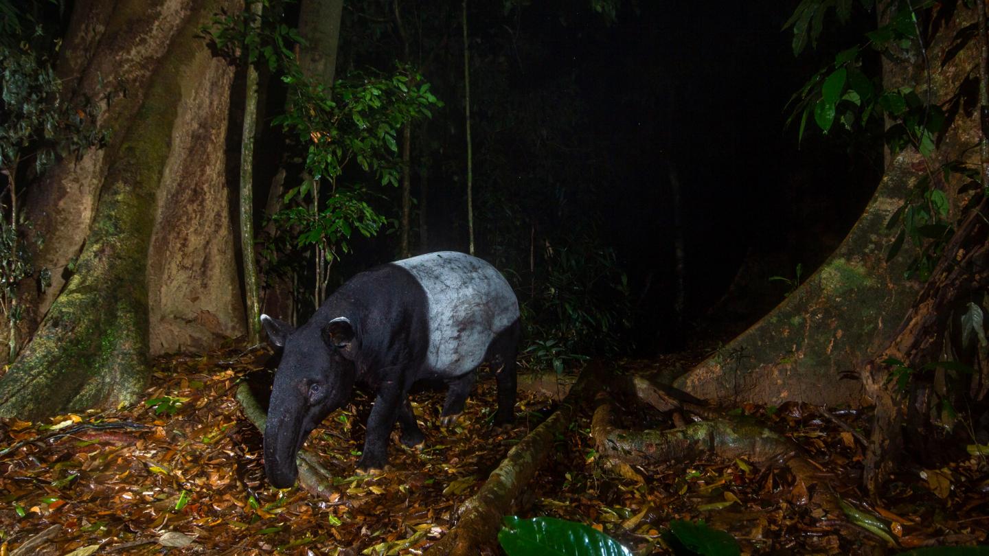 Tapir, Malaisie