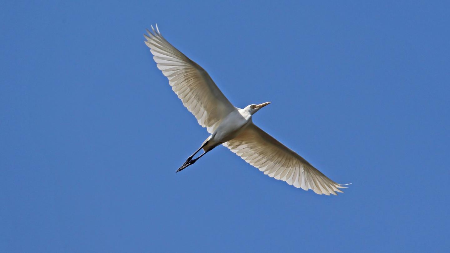 Héron garde-bœufs, cambodge