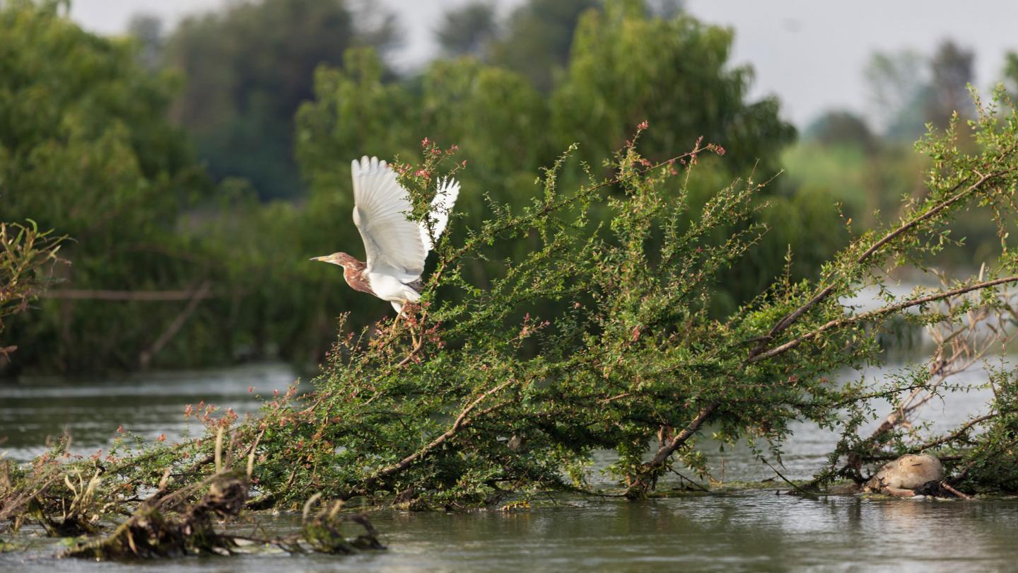 heron cambodge / mekong